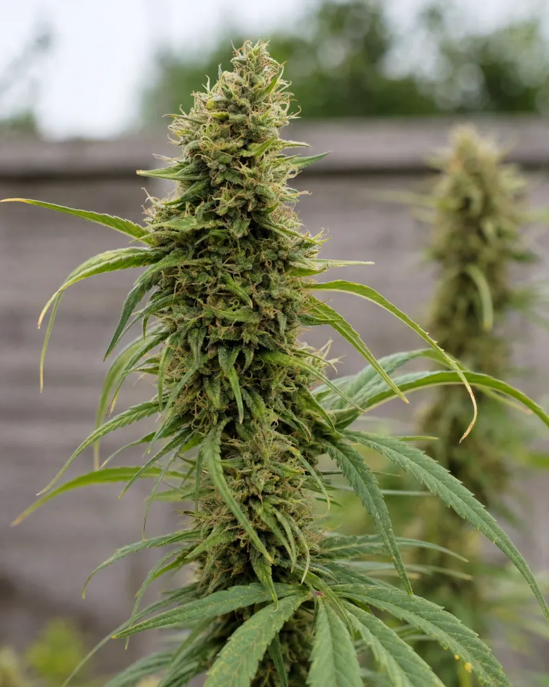 Acapulco Gold