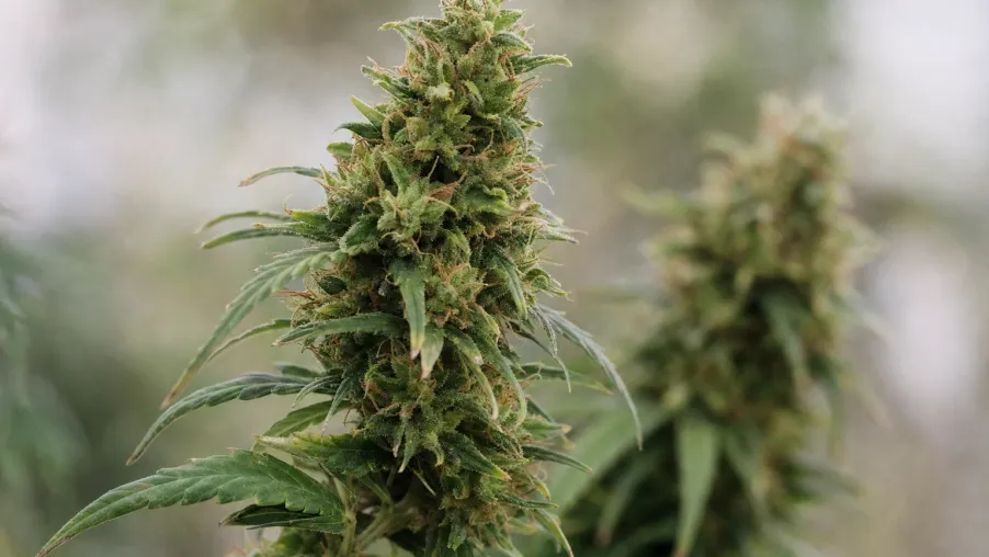 Top 10: Cannabissamen mit dem höchsten CBD-Gehalt