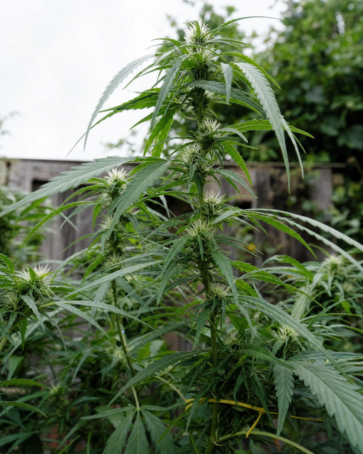 Blue Dream in der frühen Blütephase