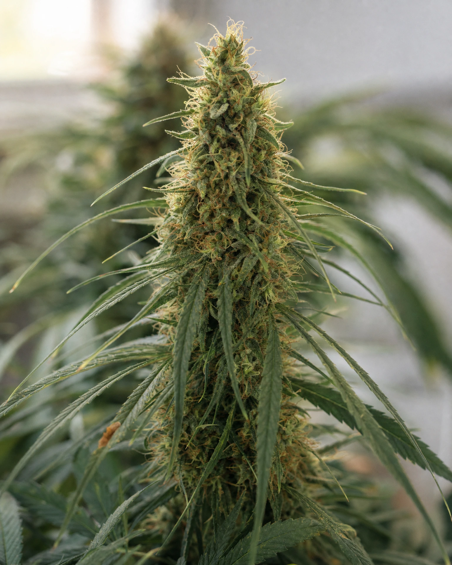 Blühende Cannabispflanze der Sorte Amnesia Haze