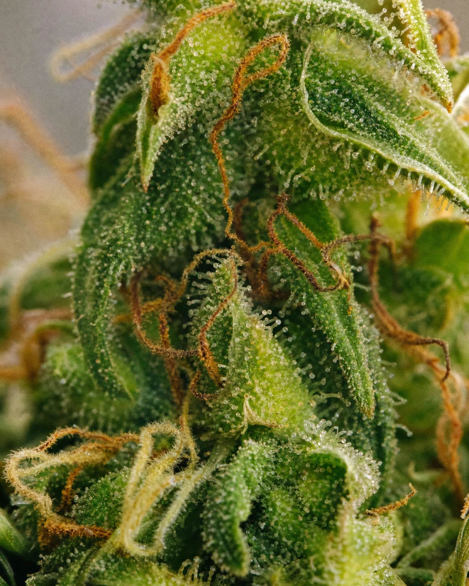 Trichome der Cannabissorte Colombian Gold in Nahaufnahme