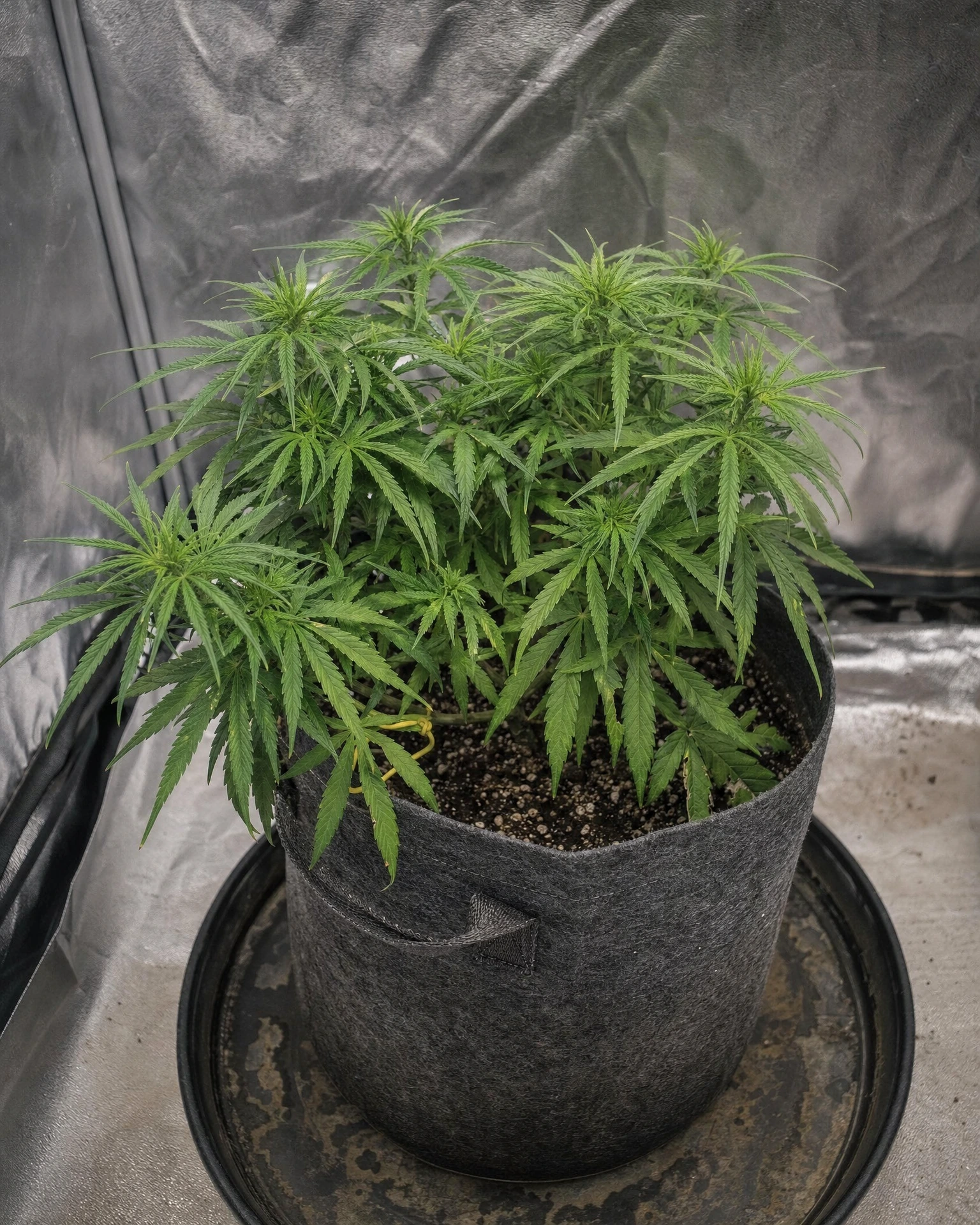 Colombian Gold Autoflower in der vegetativen Wachstumsphase