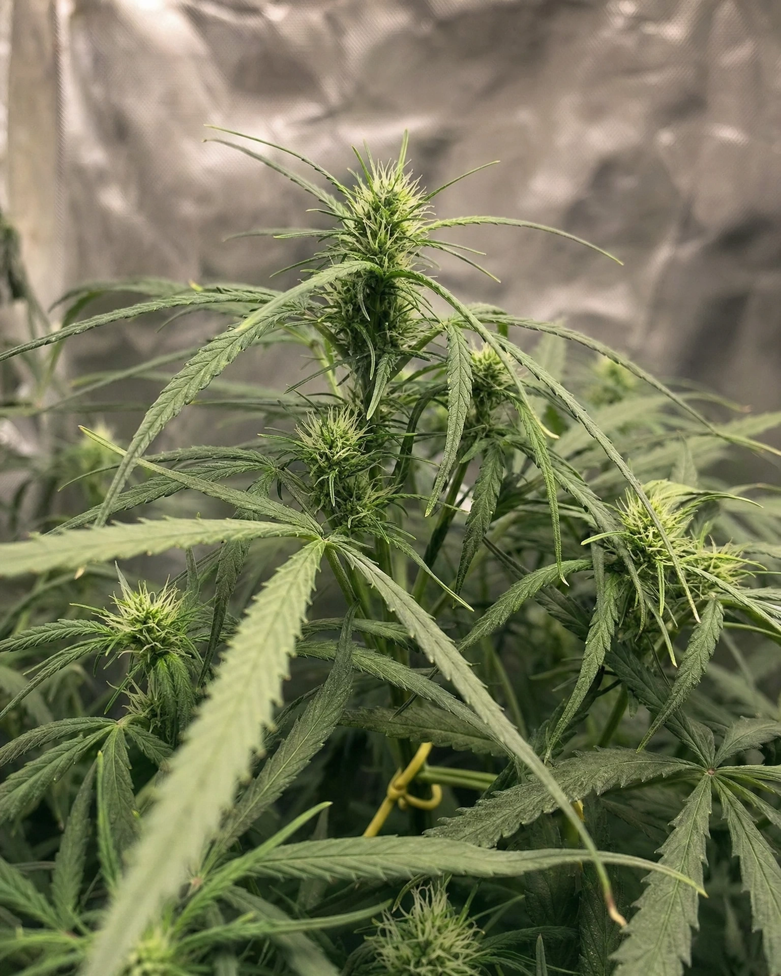 Colombian Gold Autoflower in der frühen Blütephase