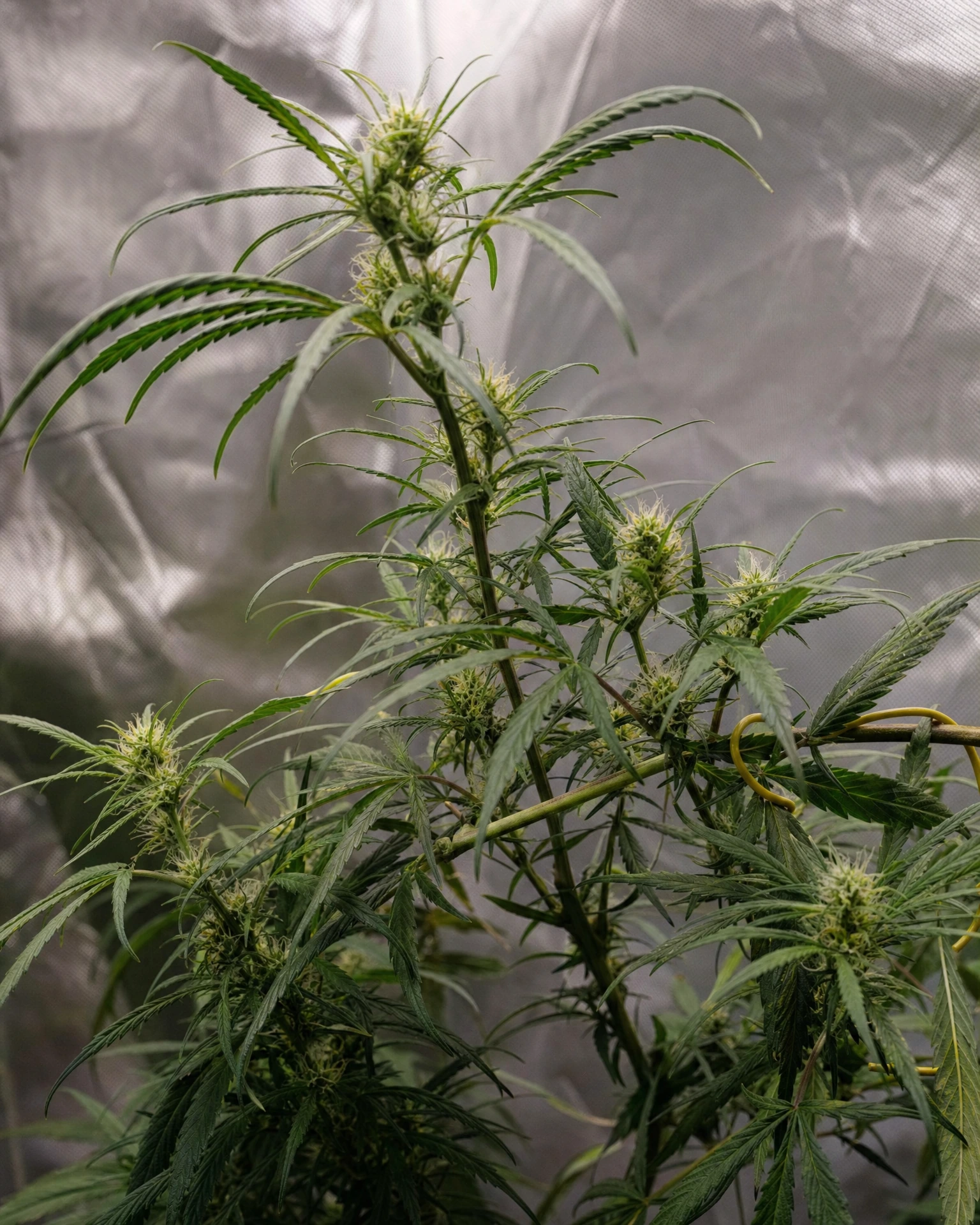 Colombian Gold Autoflower in der mittleren Blütephase