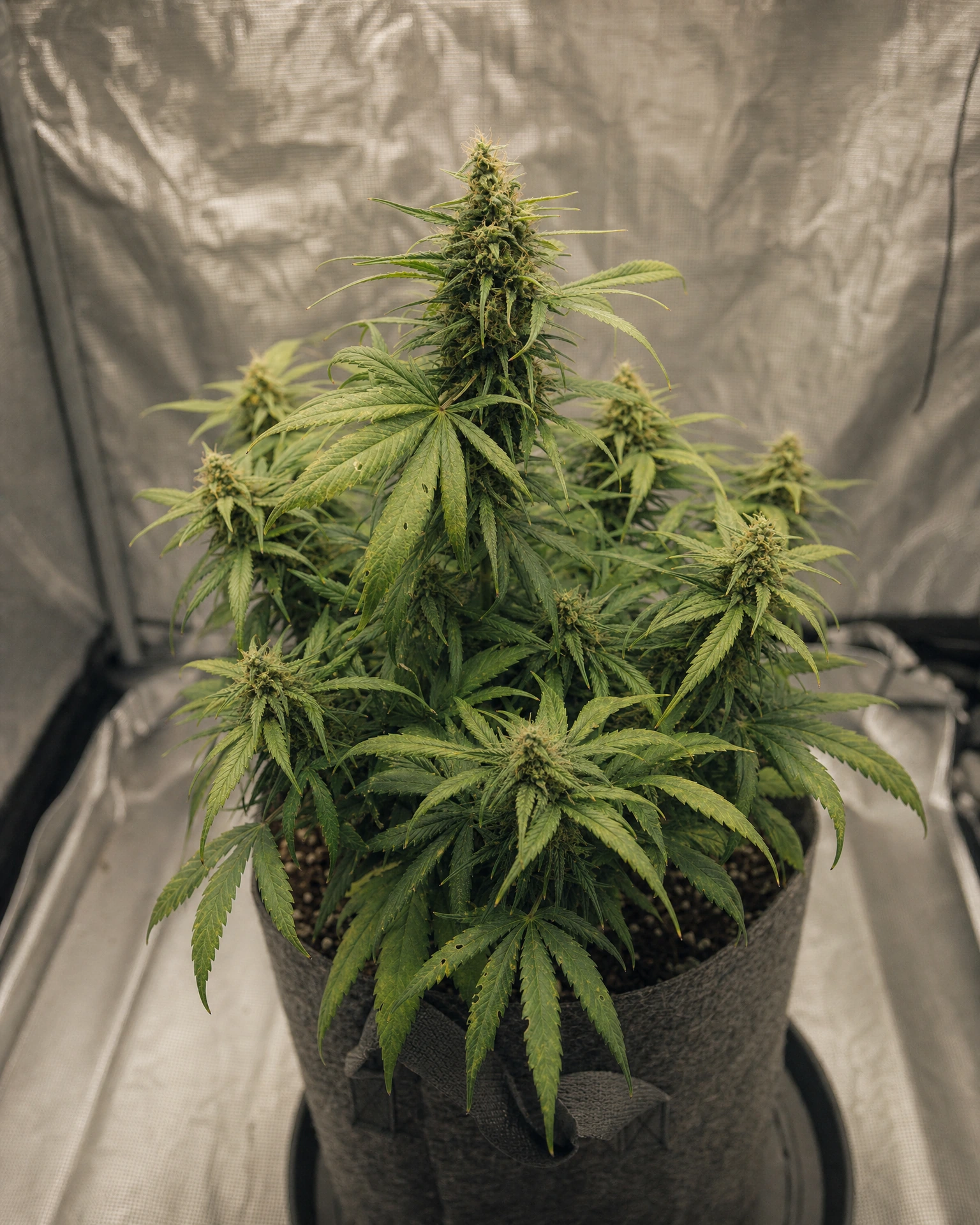 Ausgewachsene Cannabispflanze der Sorte Colombian Gold Autoflower