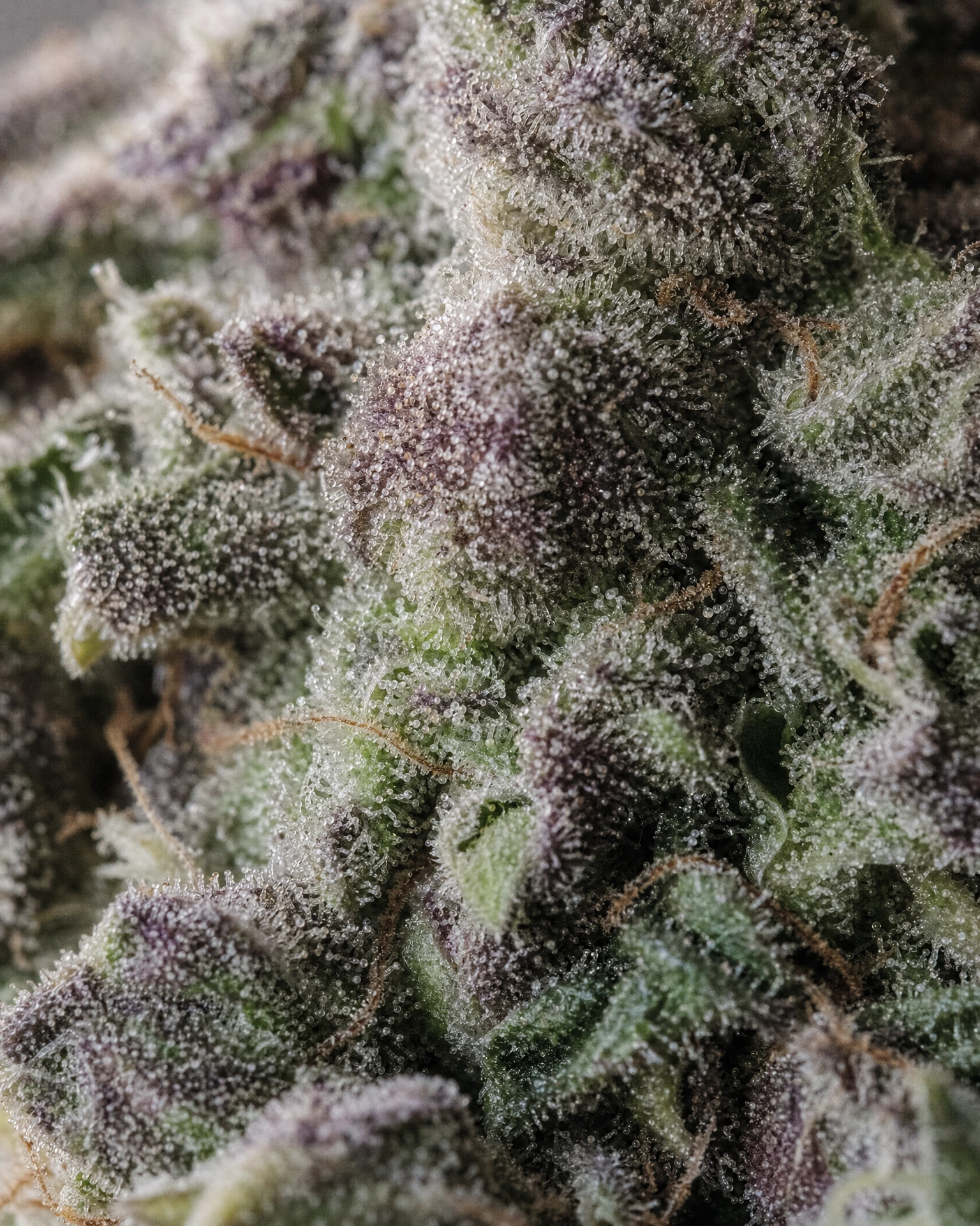 Trichome der Cannabissorte Wedding Cake in Nahaufnahme