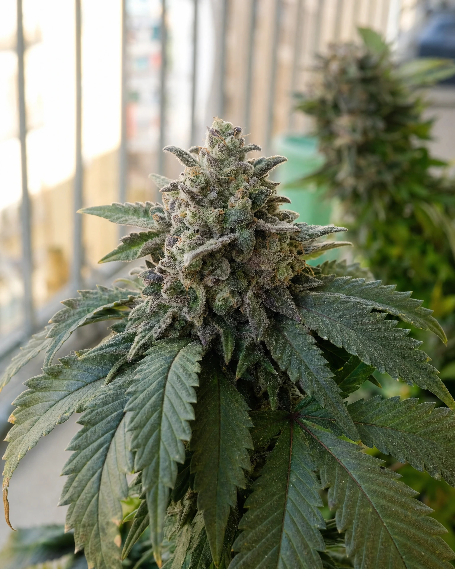 Blühende Cannabispflanze der Sorte Wedding Cake Autoflower