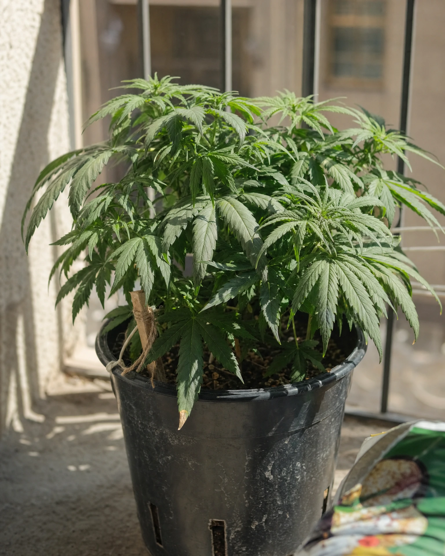 Wedding Cake Autoflower in der vegetativen Wachstumsphase