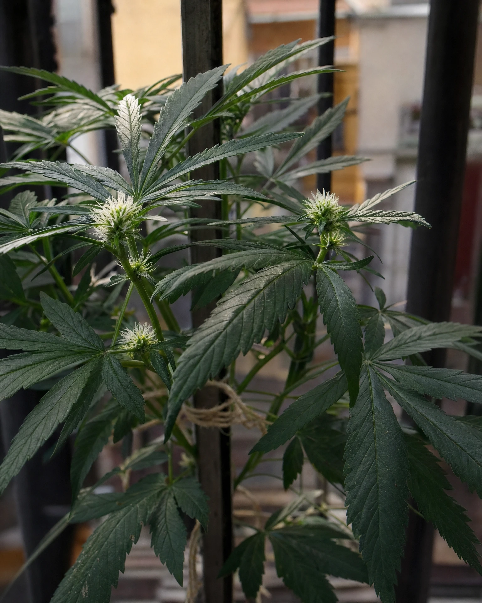 Wedding Cake Autoflower in der frühen Blütephase