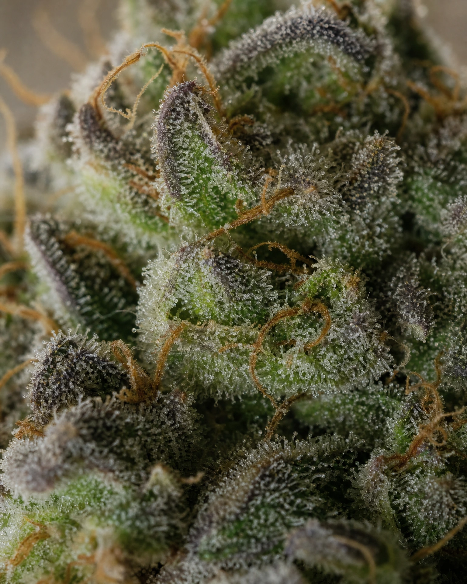 Trichome der Cannabissorte Wedding Cake Autoflower in Nahaufnahme