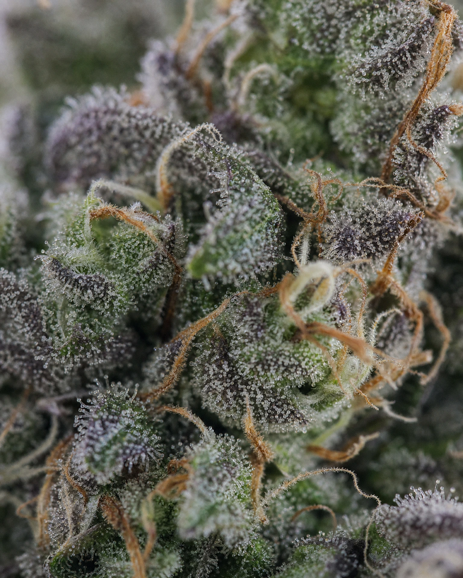 Trichome der Cannabissorte Purple Haze in Nahaufnahme