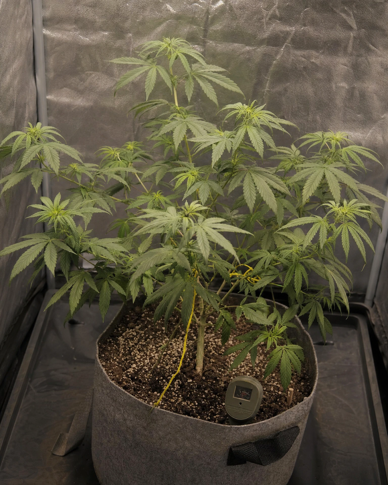 Gelato 33 in der vegetativen Wachstumsphase