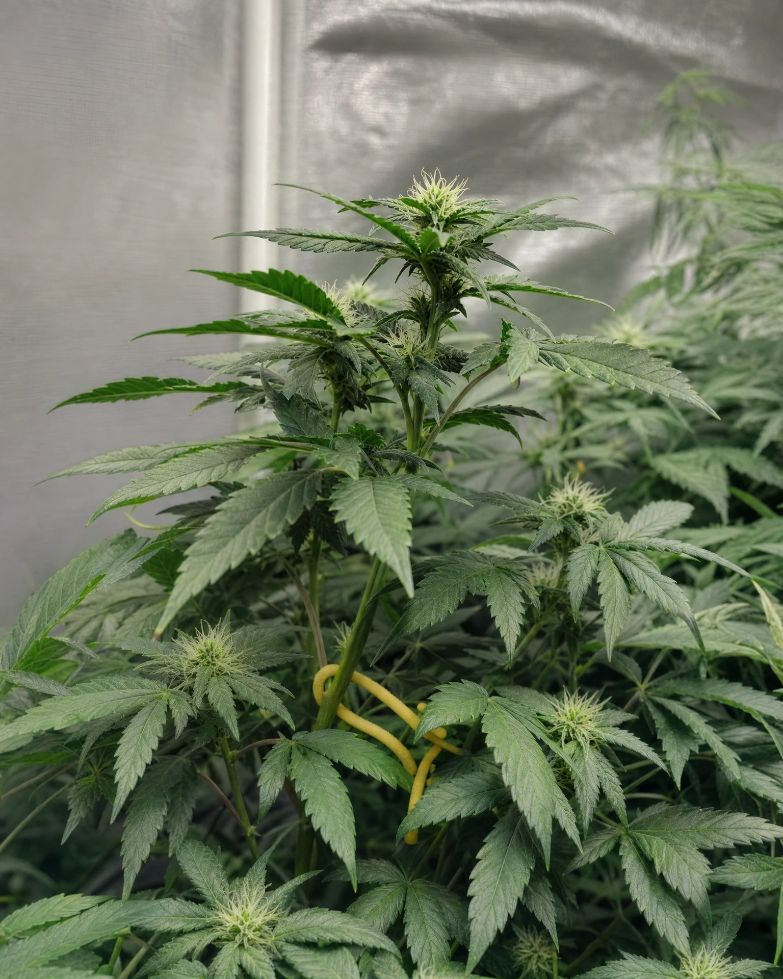 Gelato 33 in der frühen Blütephase