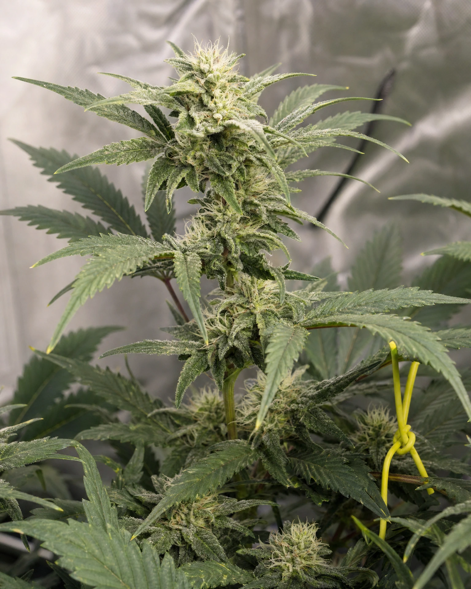Gelato 33 in der mittleren Blütephase