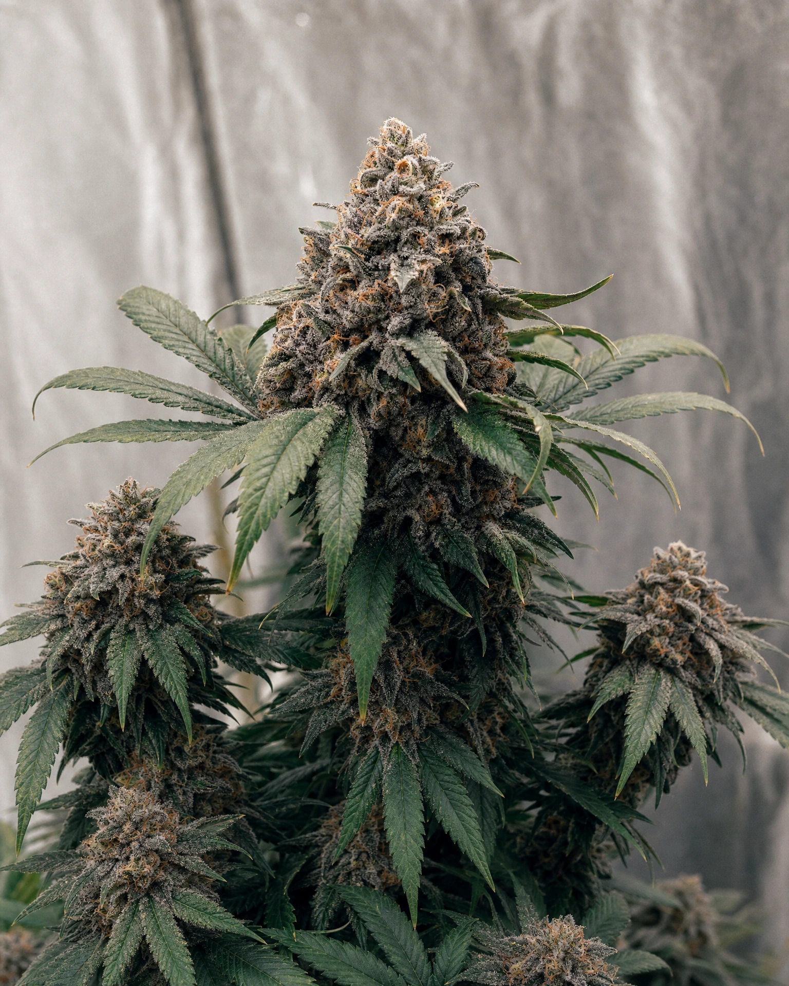 Ausgereifte Cannabispflanze der Sorte Gelato 33 aus einem zweiten Blickwinkel