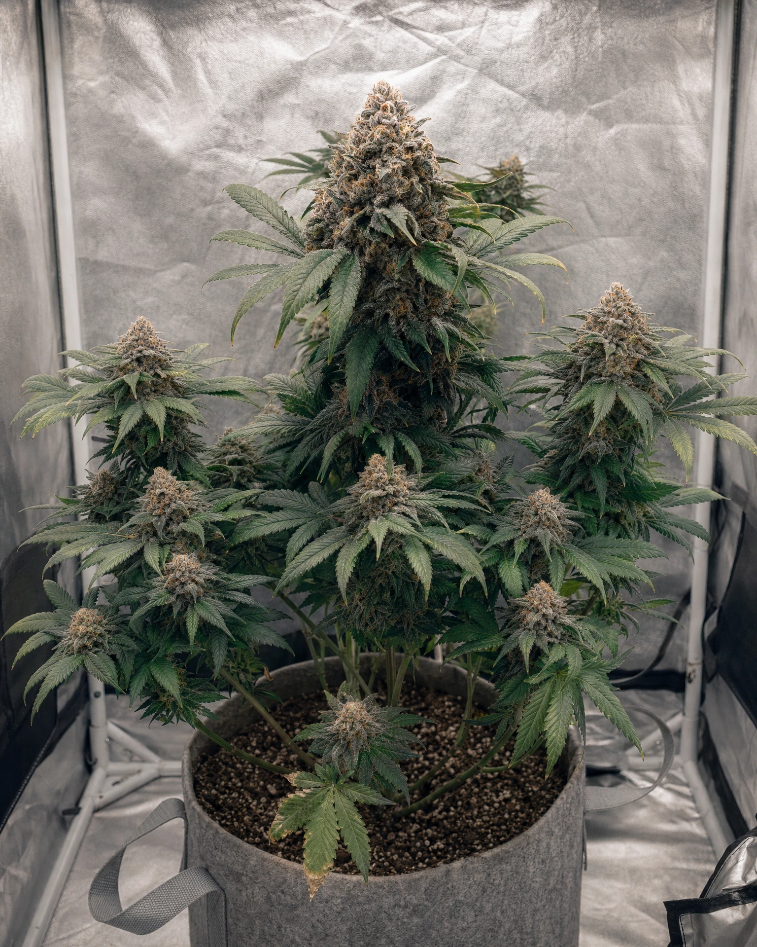 Ausgewachsene Cannabispflanze der Sorte Gelato 33