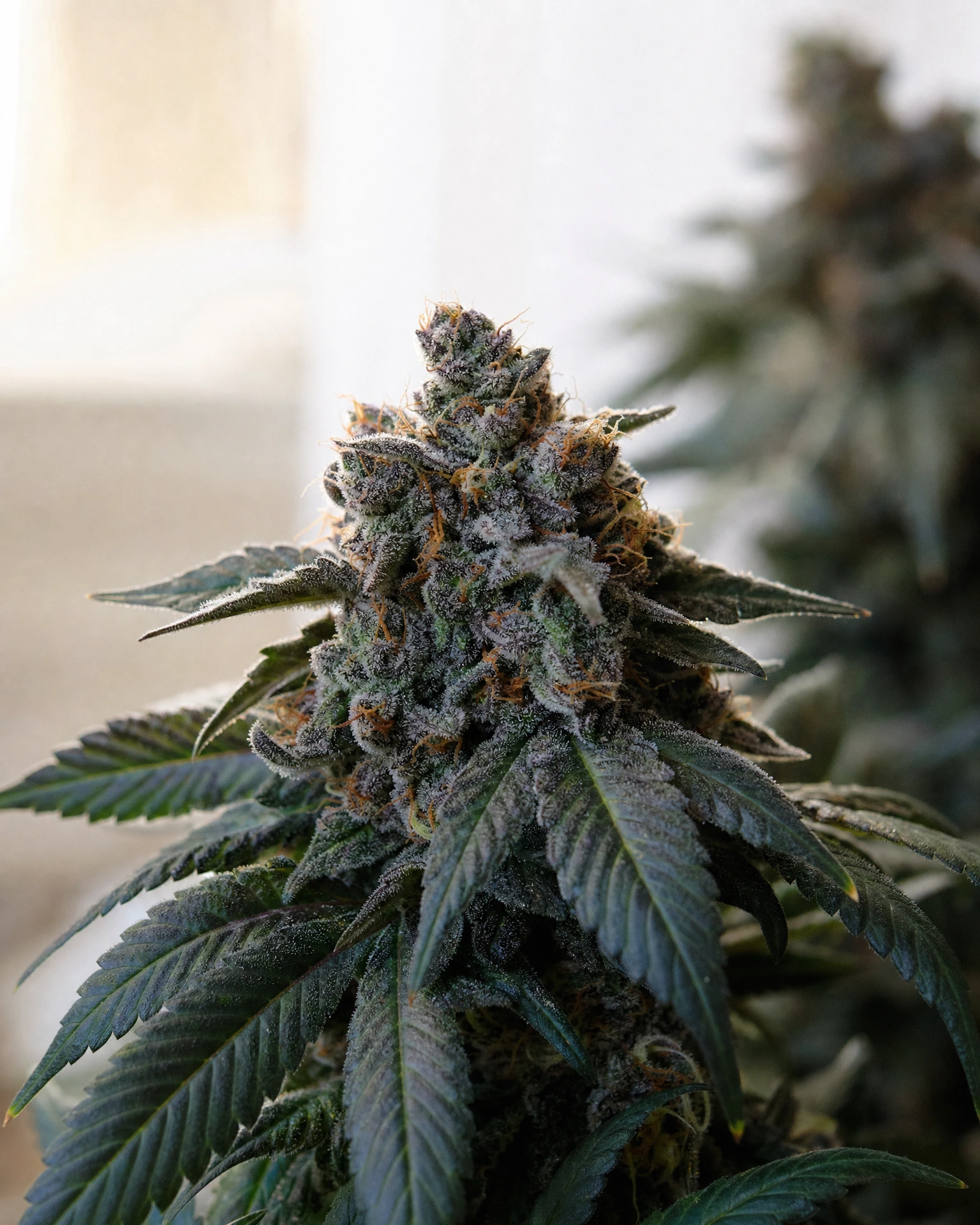 Blühende Cannabispflanze der Sorte Gelato Autoflower