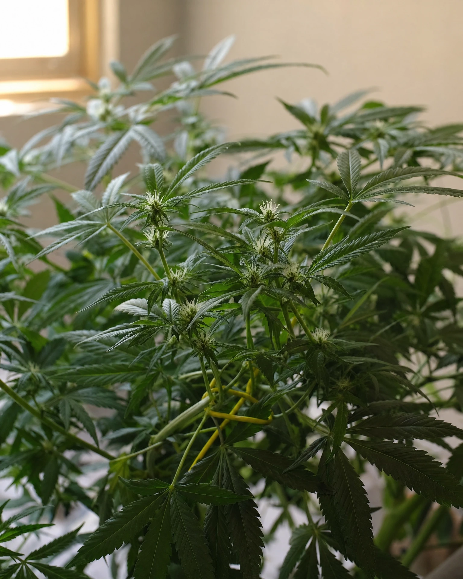 Gelato Autoflower in der frühen Blütephase