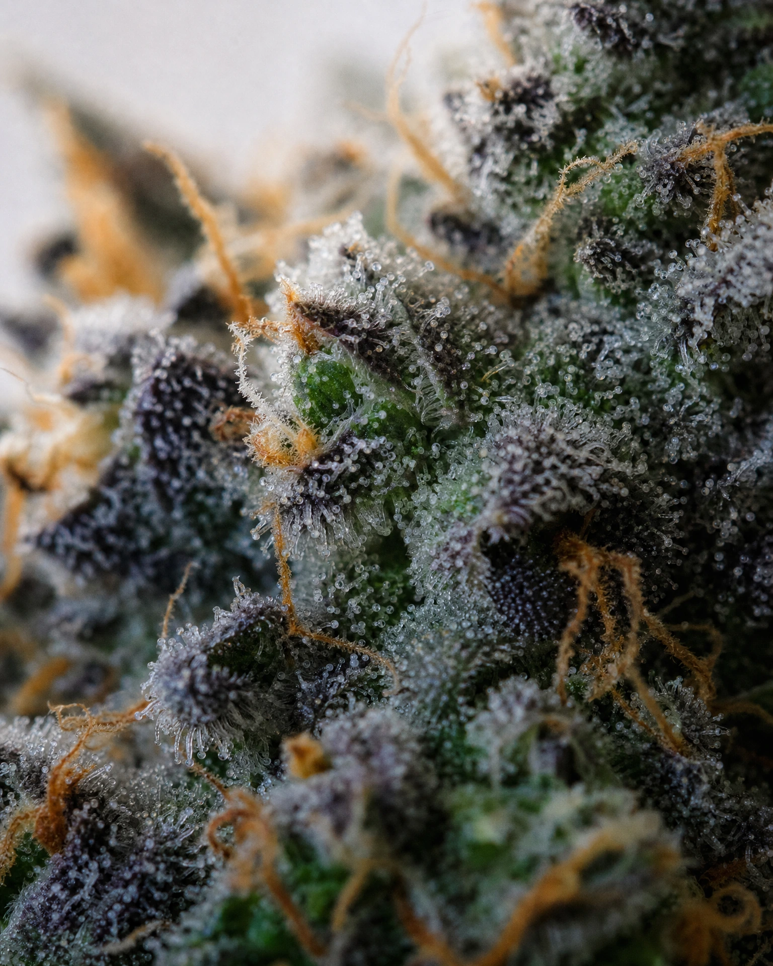 Trichome der Cannabissorte Gelato Autoflower in Nahaufnahme