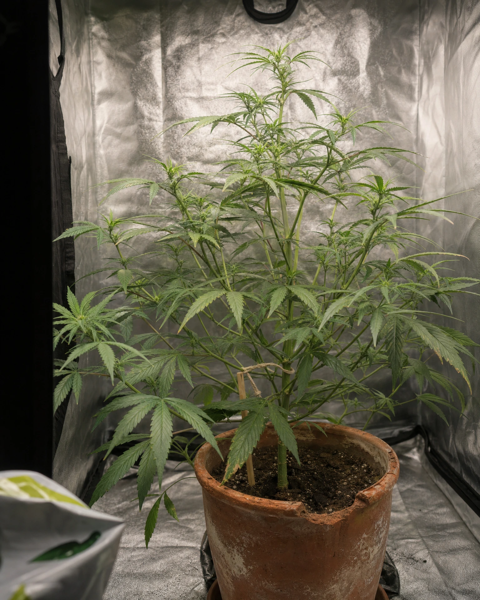 Lemon Haze in der vegetativen Wachstumsphase