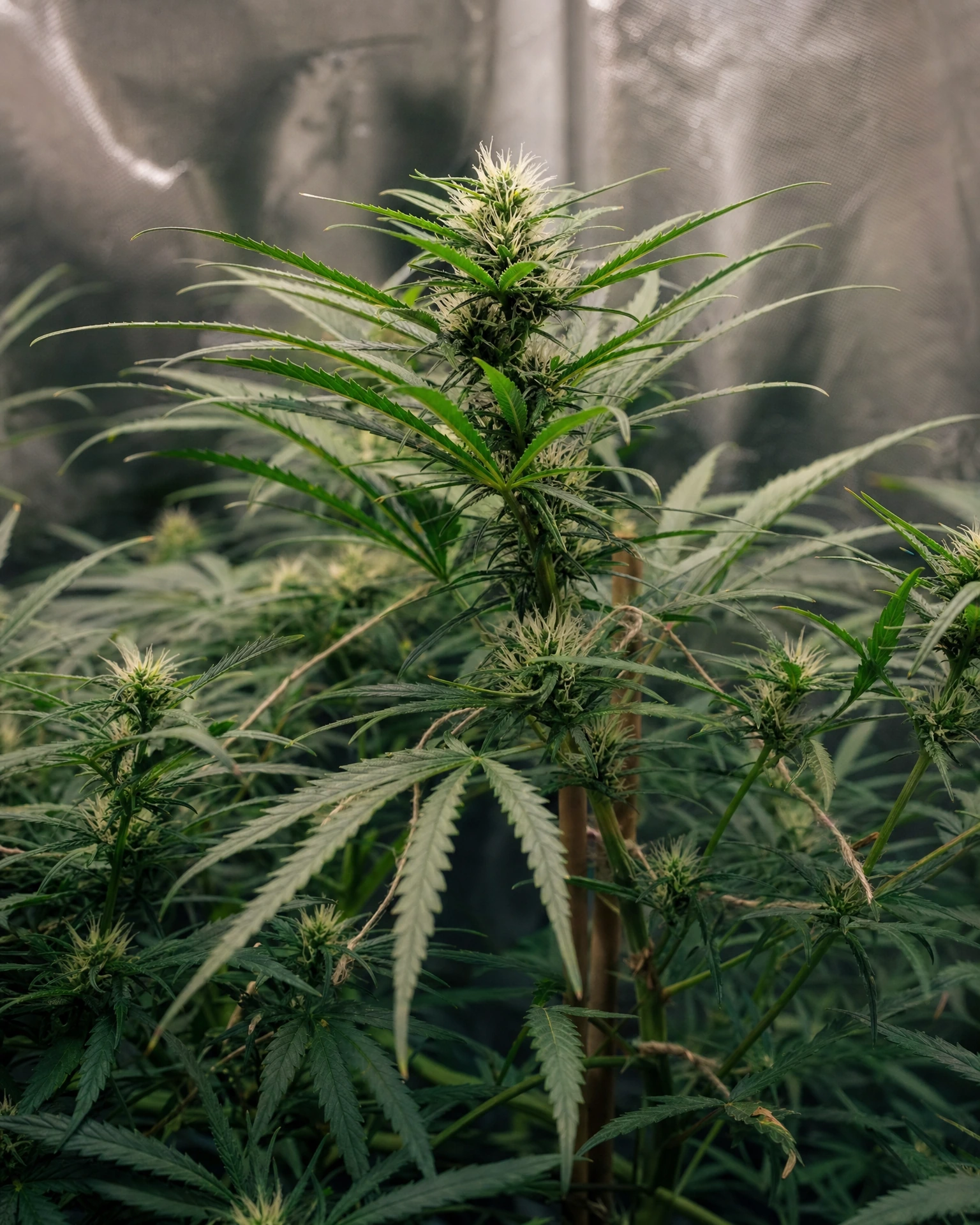 Lemon Haze in der frühen Blütephase