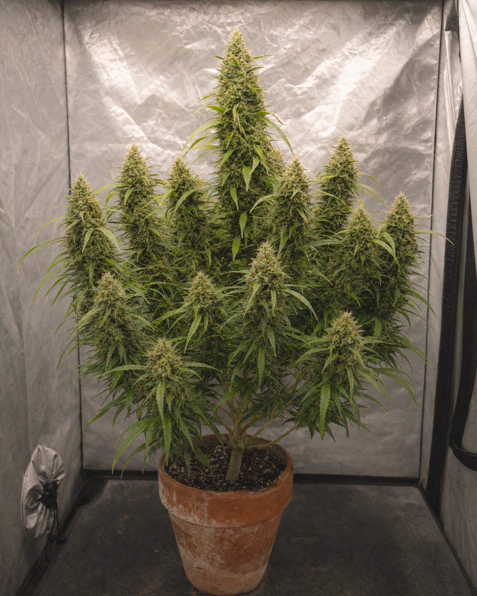 Ausgewachsene Cannabispflanze der Sorte Lemon Haze