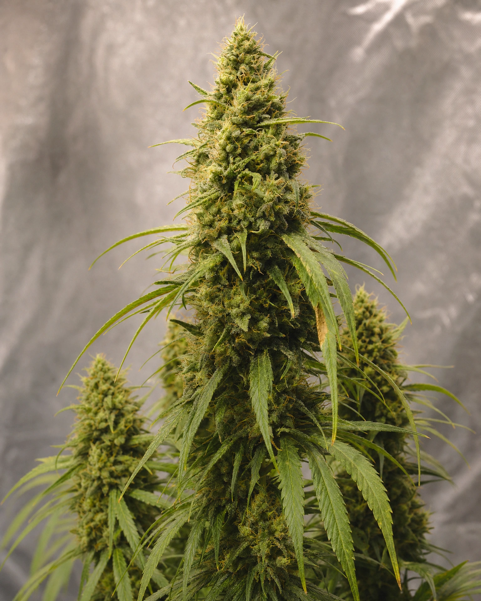 Ausgereifte Cannabispflanze der Sorte Lemon Haze aus einem zweiten Blickwinkel