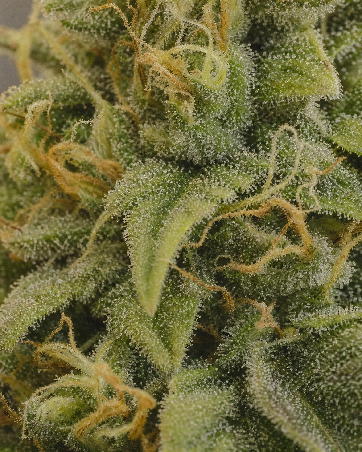 Trichome der Cannabissorte Lemon Haze in Nahaufnahme