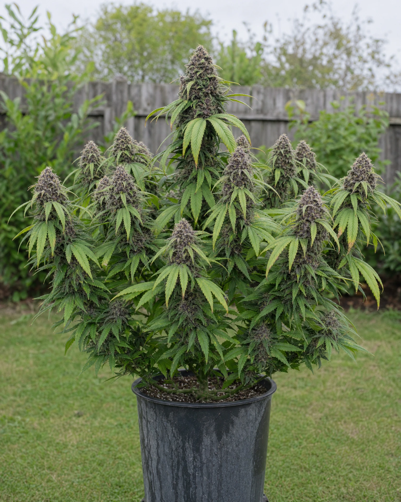 Ausgewachsene Cannabispflanze der Sorte Purple Lemonade
