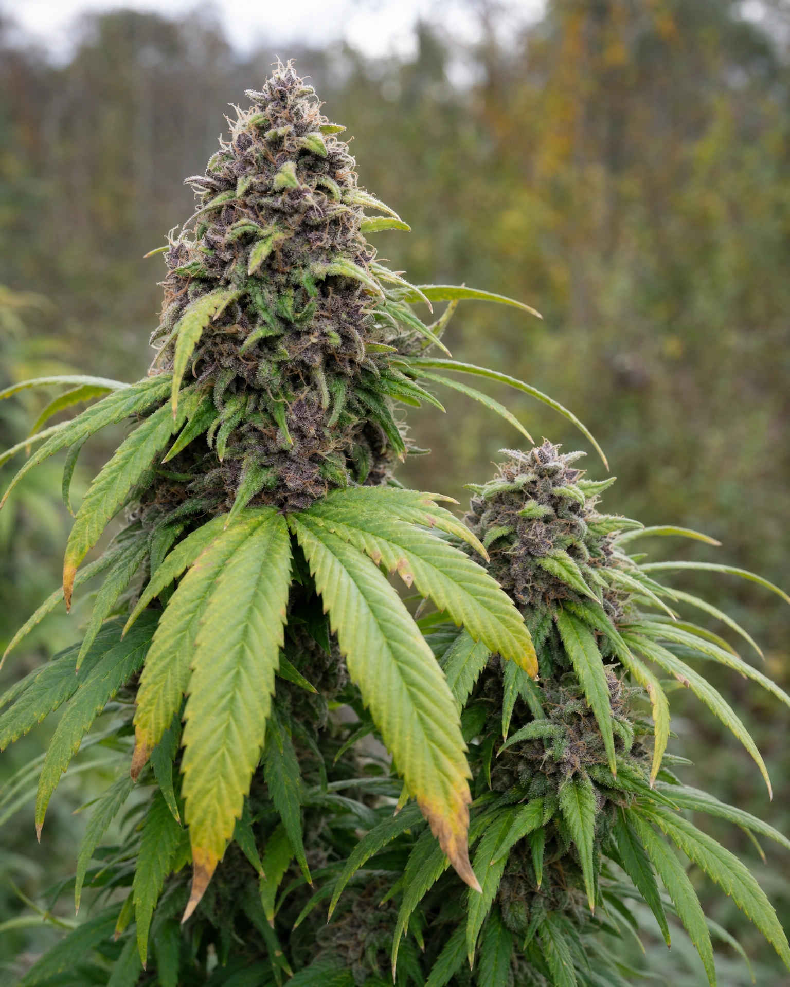 Ausgereifte Cannabispflanze der Sorte Purple Lemonade aus einem zweiten Blickwinkel