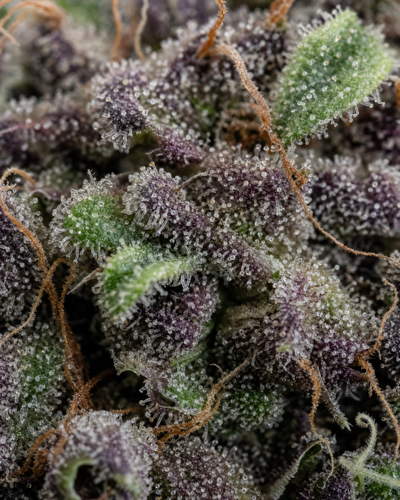 Trichome der Cannabissorte Purple Lemonade in Nahaufnahme