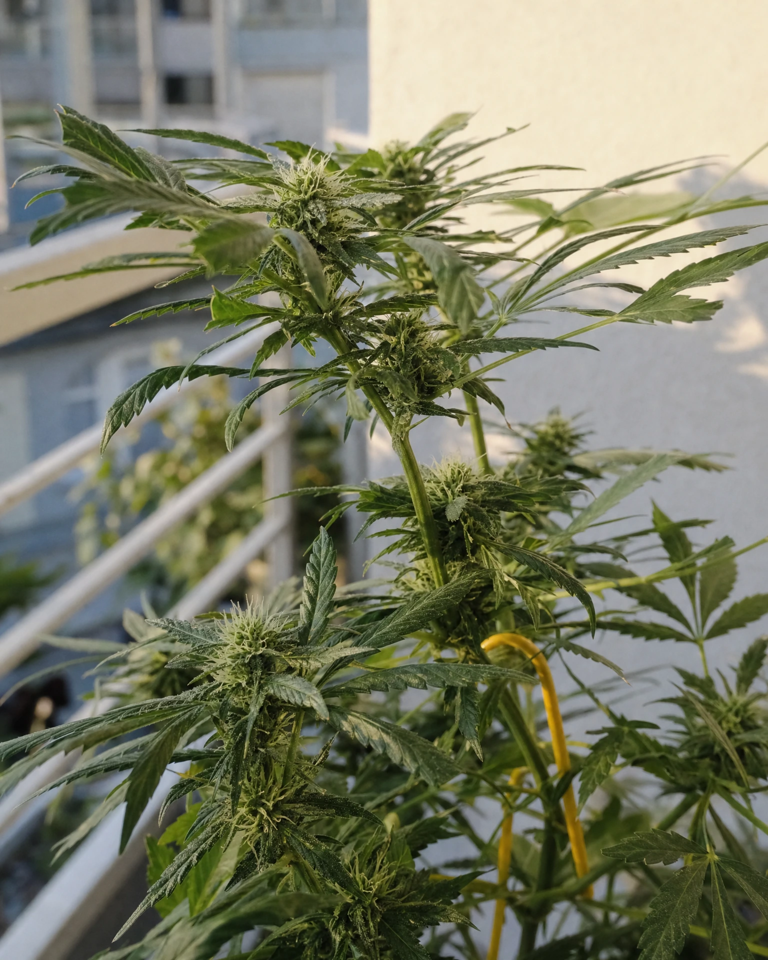 Amnesia Haze Autoflower in der mittleren Blütephase