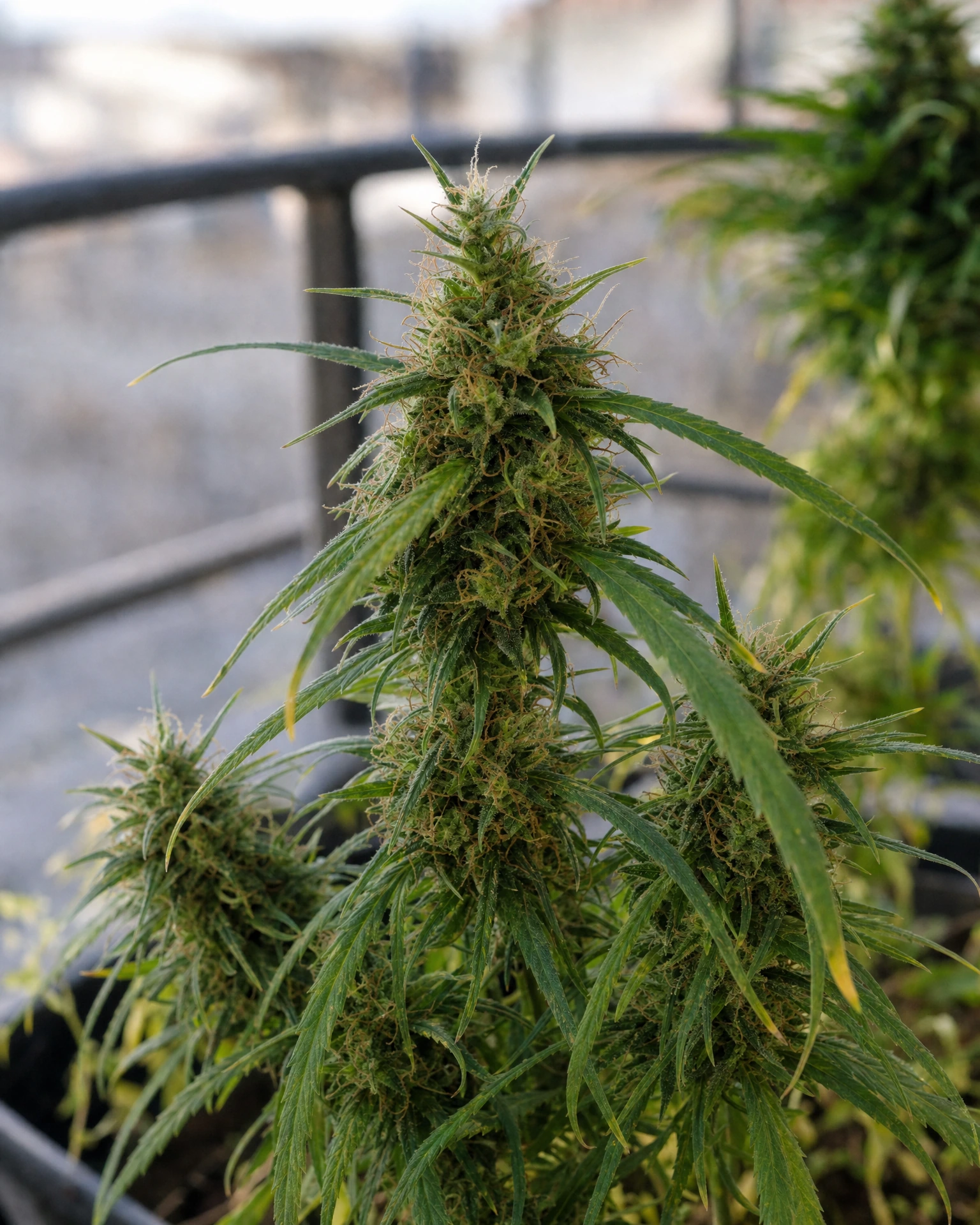 Ausgereifte Cannabispflanze der Sorte Amnesia Haze Autoflower aus einem zweiten Blickwinkel