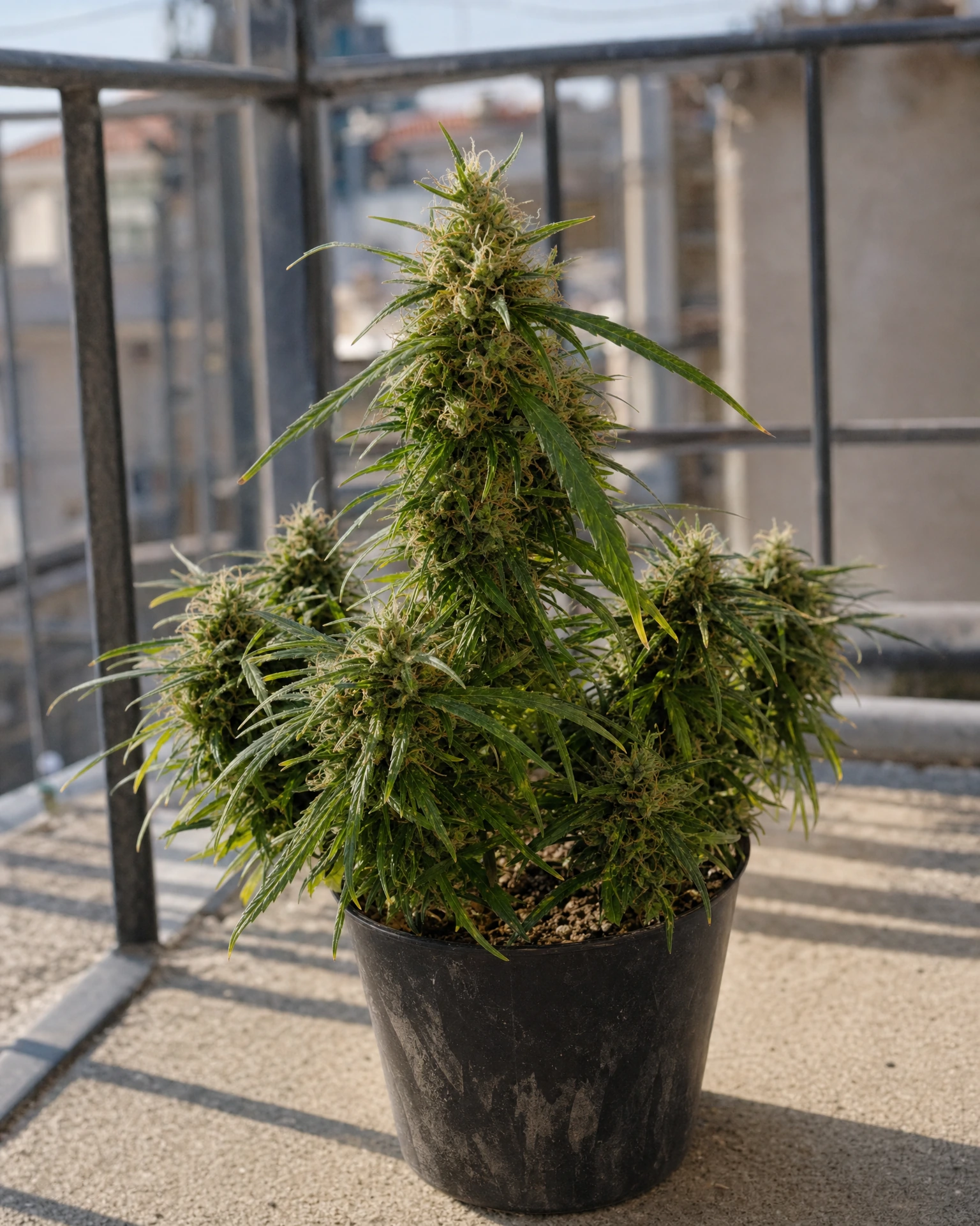 Ausgewachsene Cannabispflanze der Sorte Amnesia Haze Autoflower