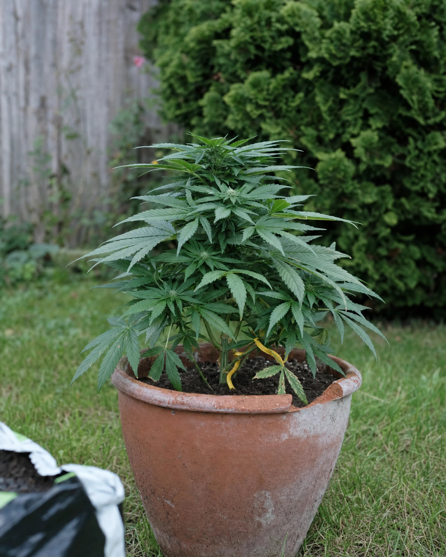Purple Lemonade Autoflower in der vegetativen Wachstumsphase