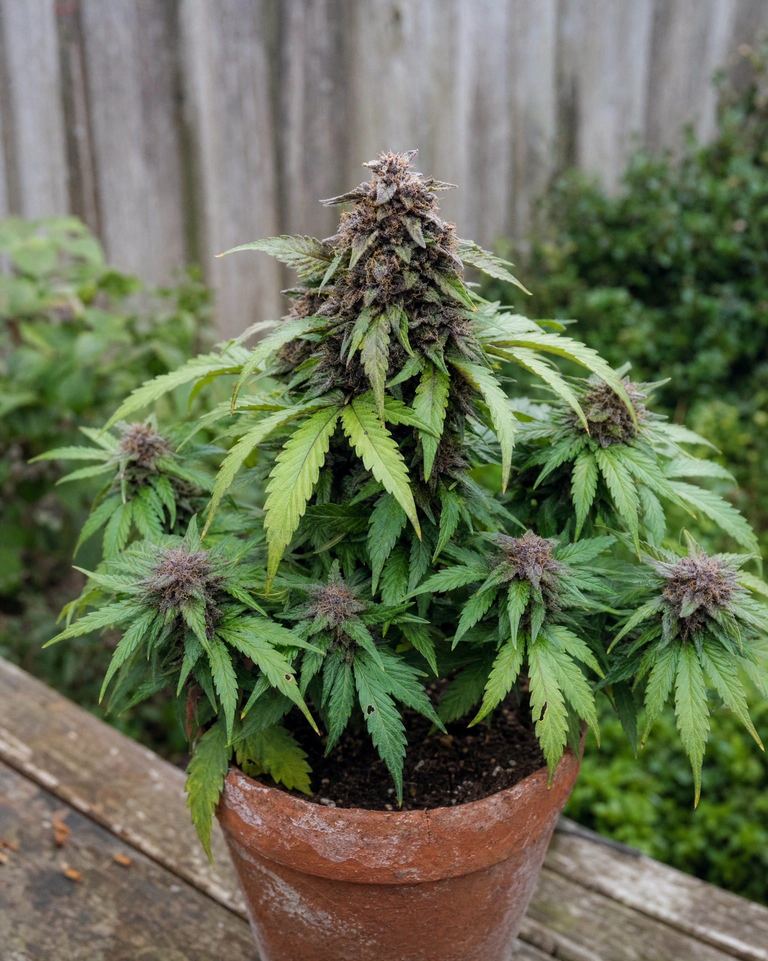 Ausgewachsene Cannabispflanze der Sorte Purple Lemonade Autoflower