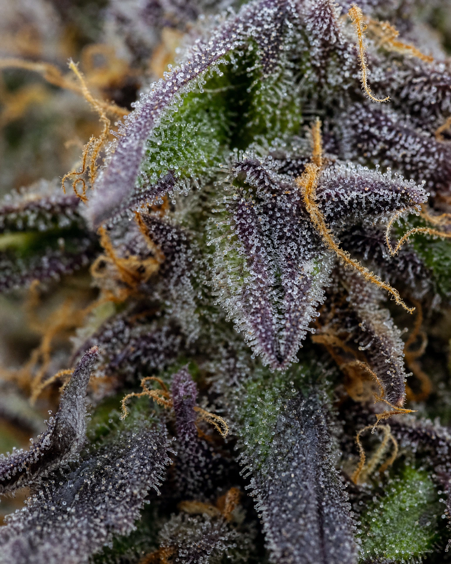Trichome der Cannabissorte Purple Lemonade Autoflower in Nahaufnahme