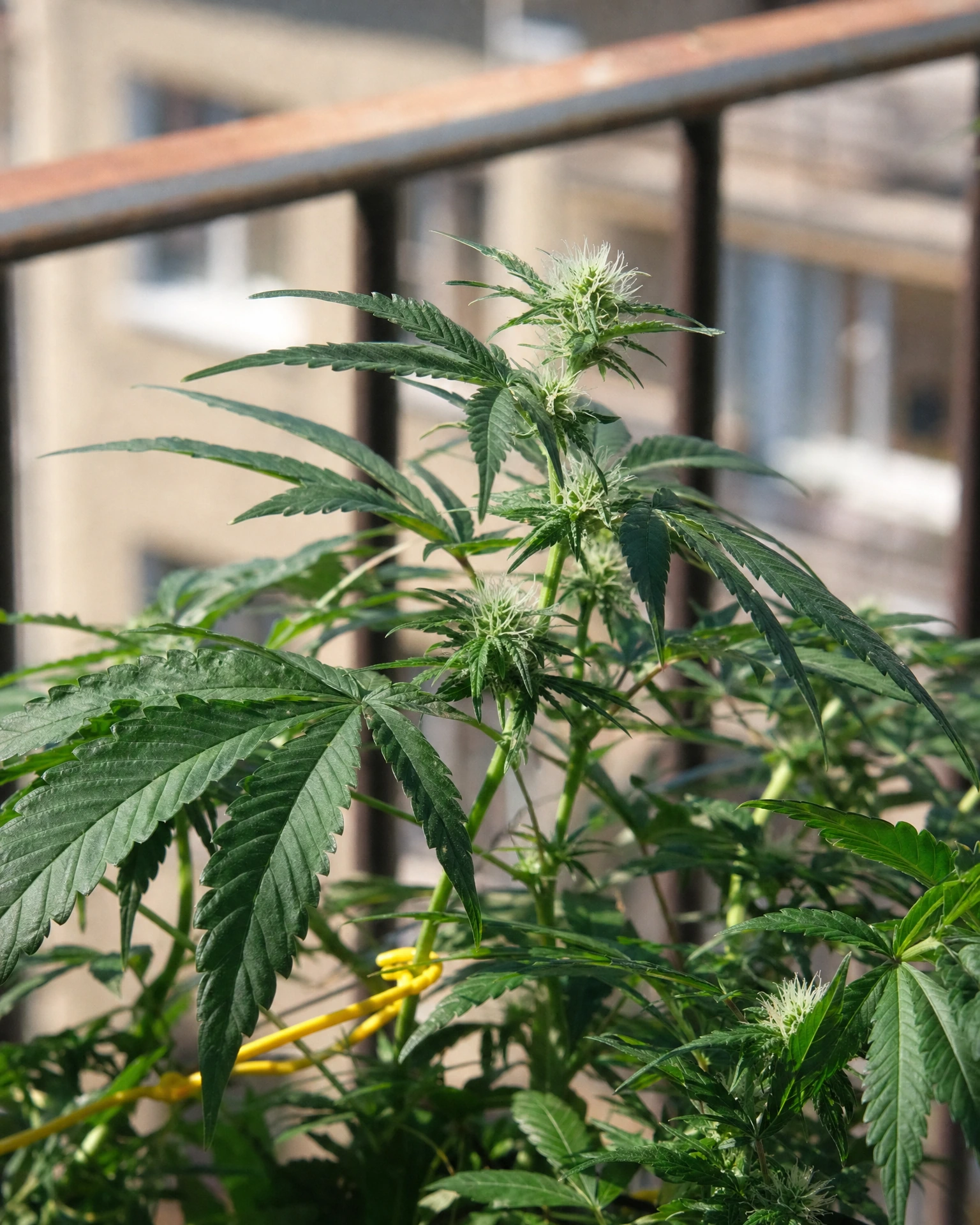 Pineapple Express Autoflower in der frühen Blütephase