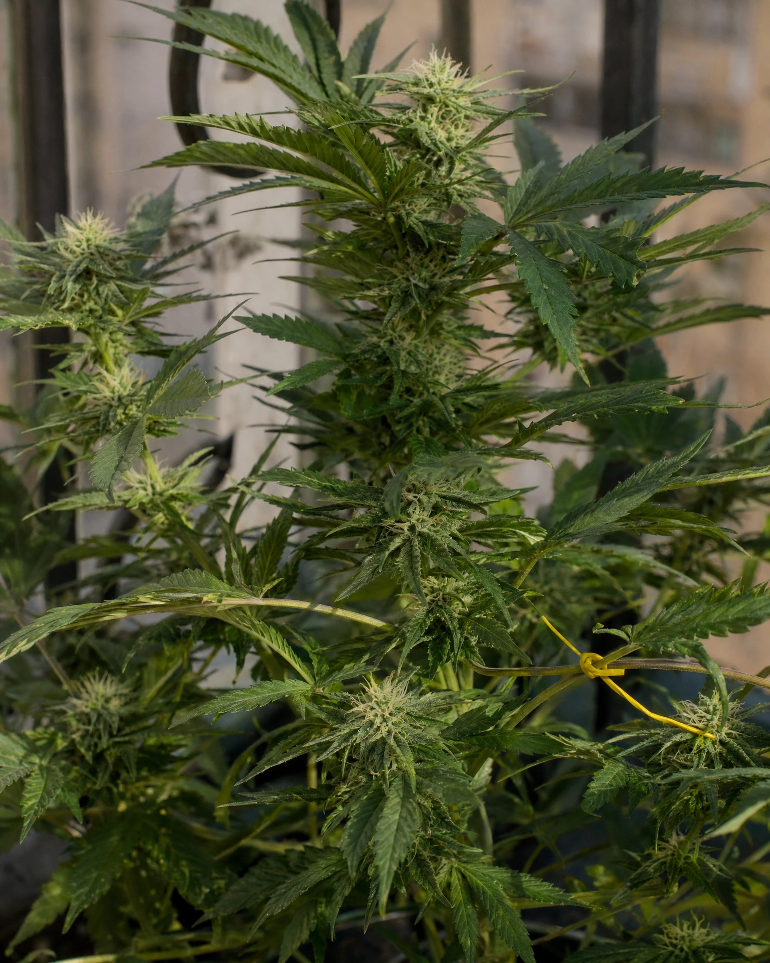 Pineapple Express Autoflower in der mittleren Blütephase