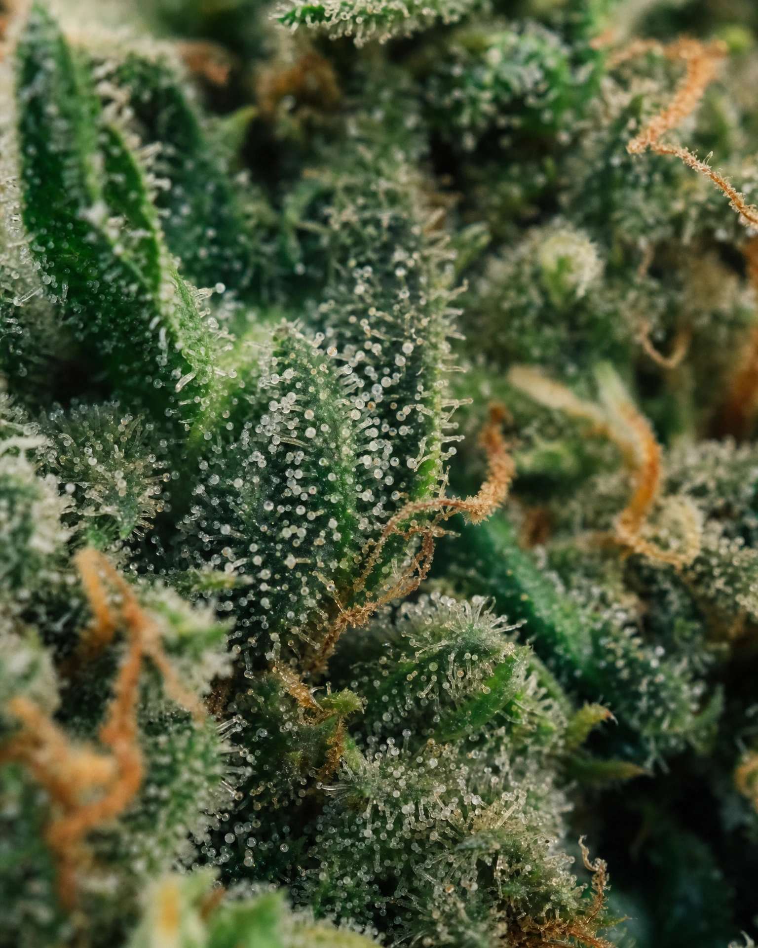 Trichome der Cannabissorte Pineapple Express Autoflower in Nahaufnahme