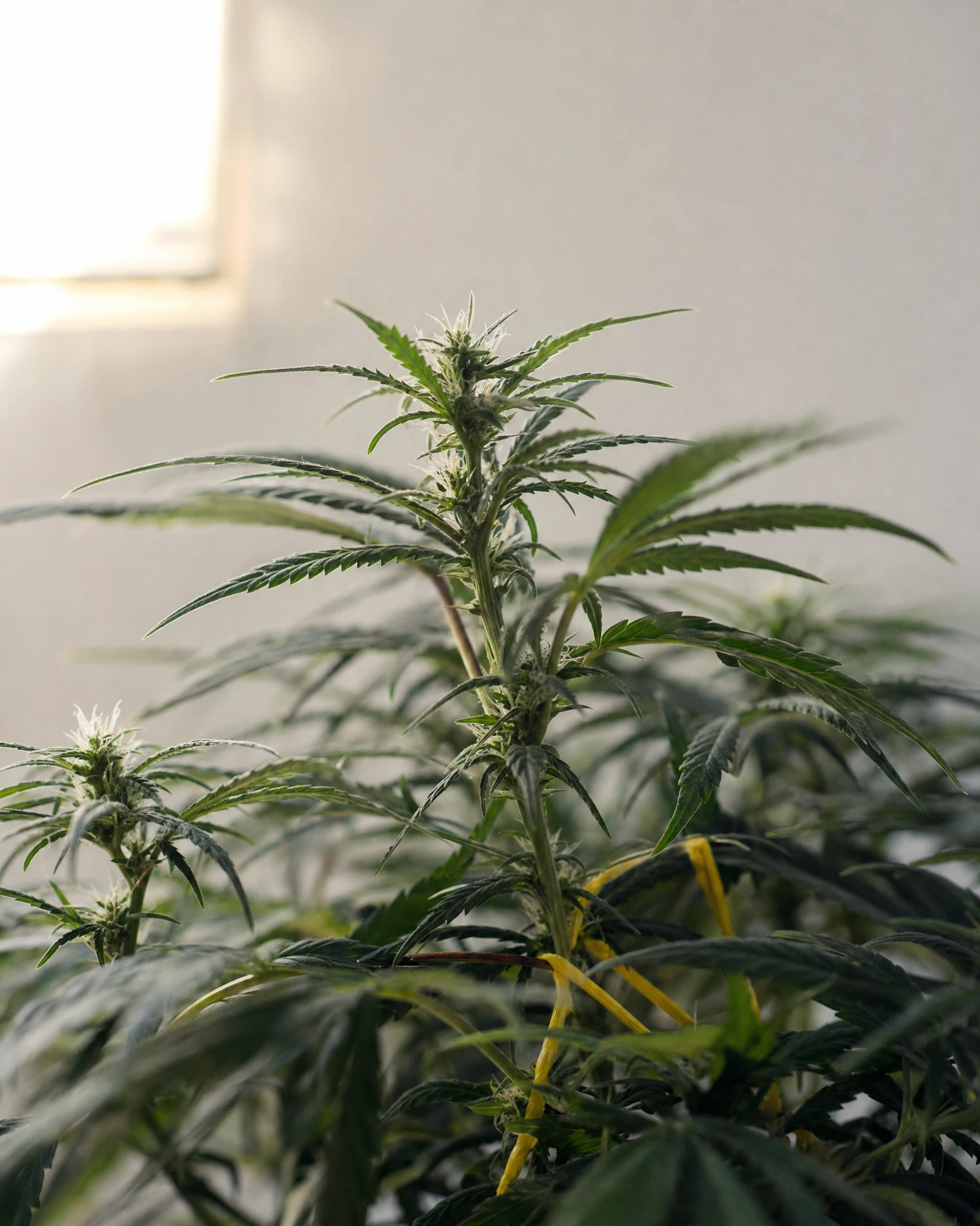 Super Lemon Haze in der frühen Blütephase