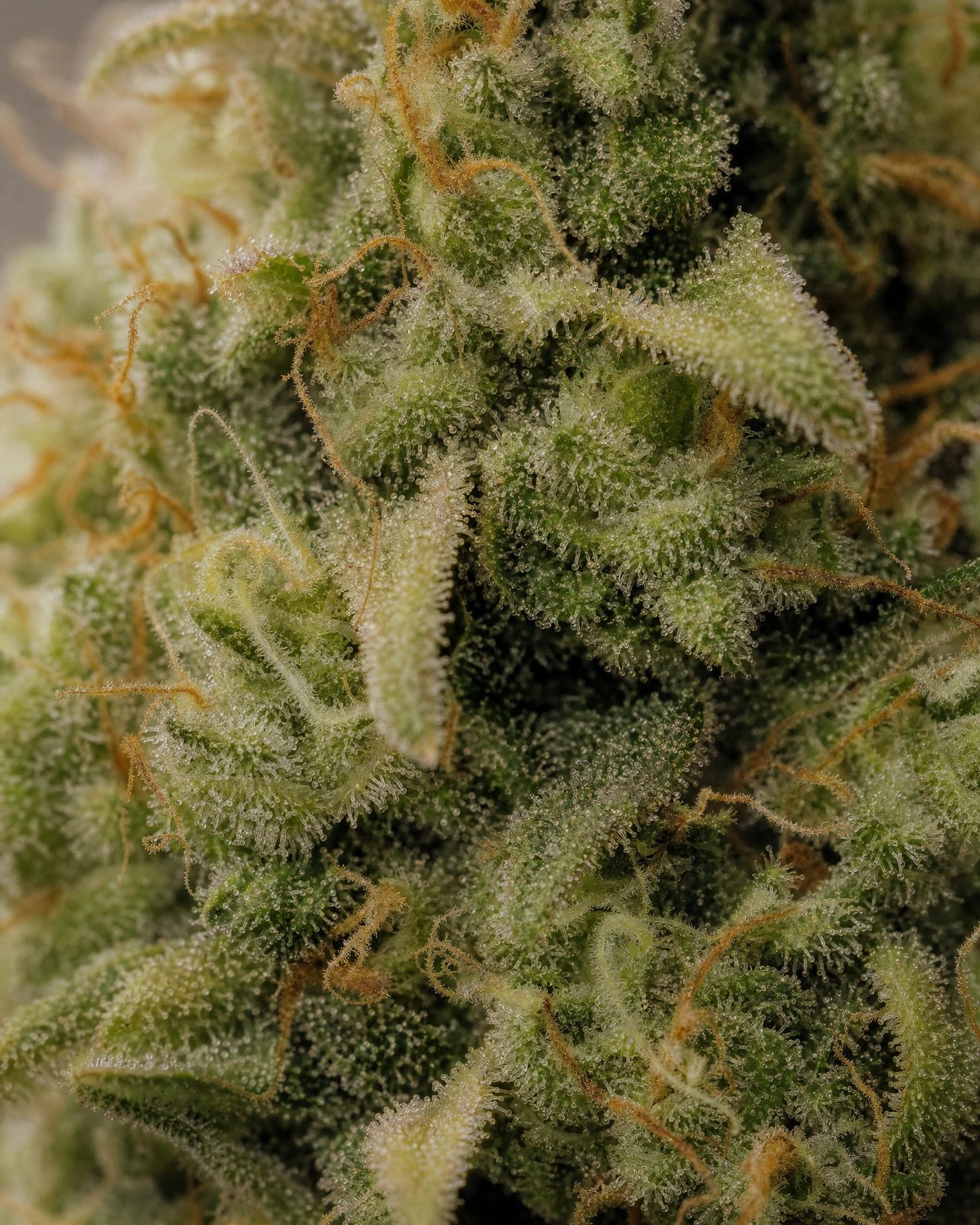 Trichome der Cannabissorte Super Lemon Haze in Nahaufnahme