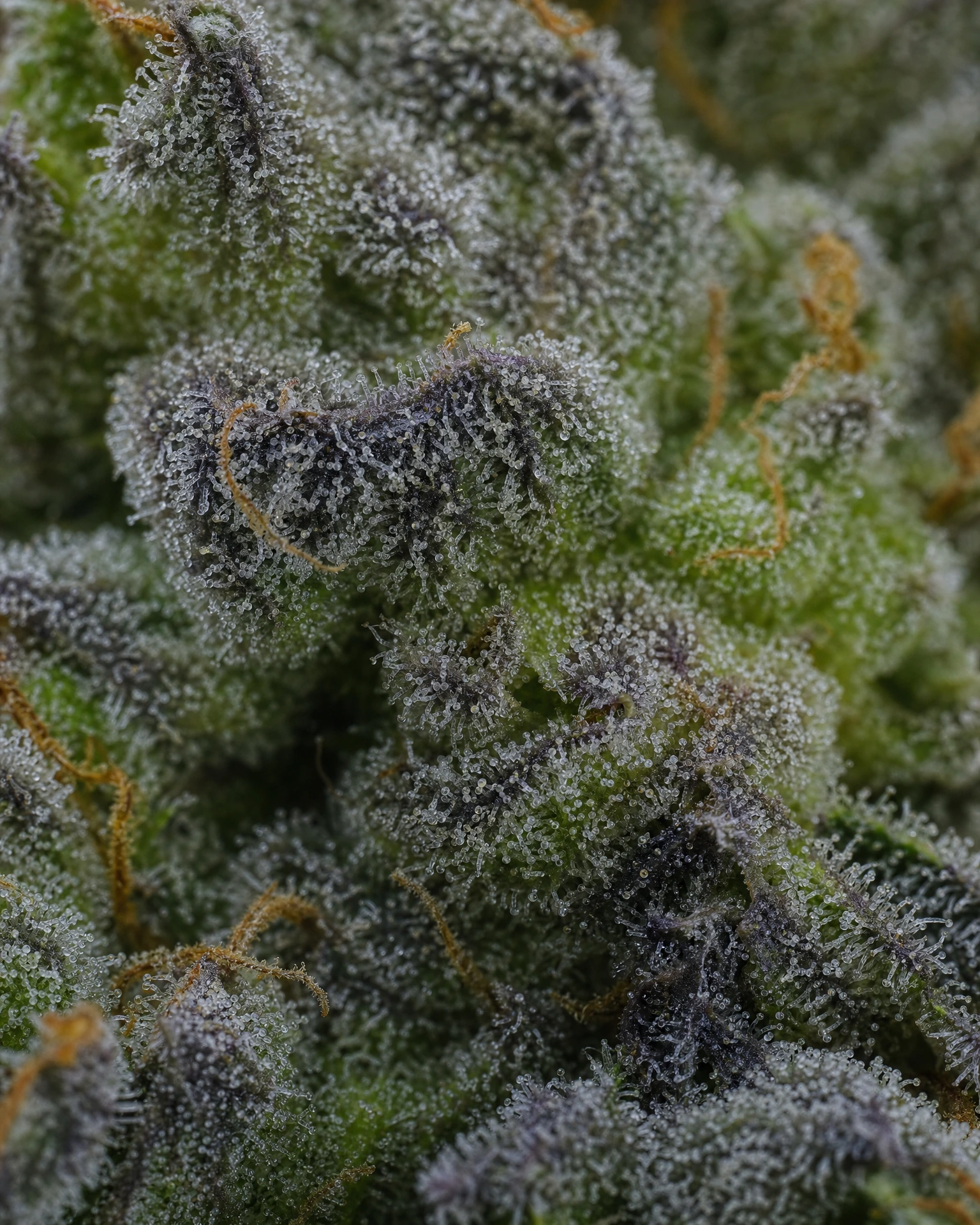Trichome der Cannabissorte Do-Si-Dos in Nahaufnahme