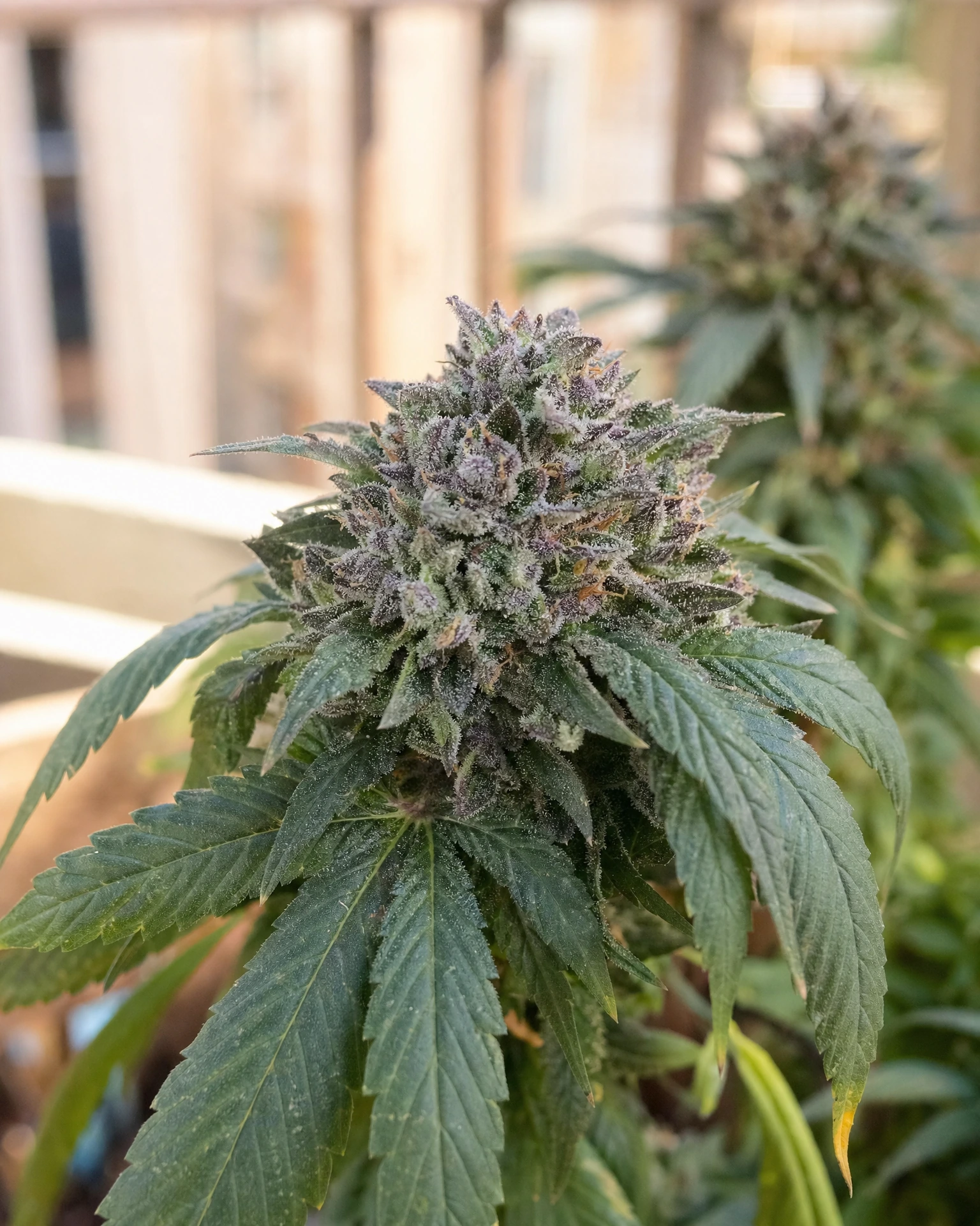 Blühende Cannabispflanze der Sorte Do-Si-Dos Autoflower