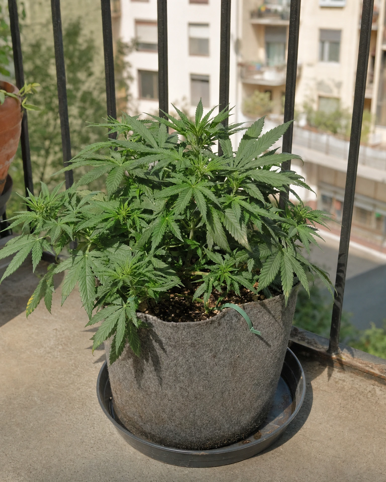Do-Si-Dos Autoflower in der vegetativen Wachstumsphase