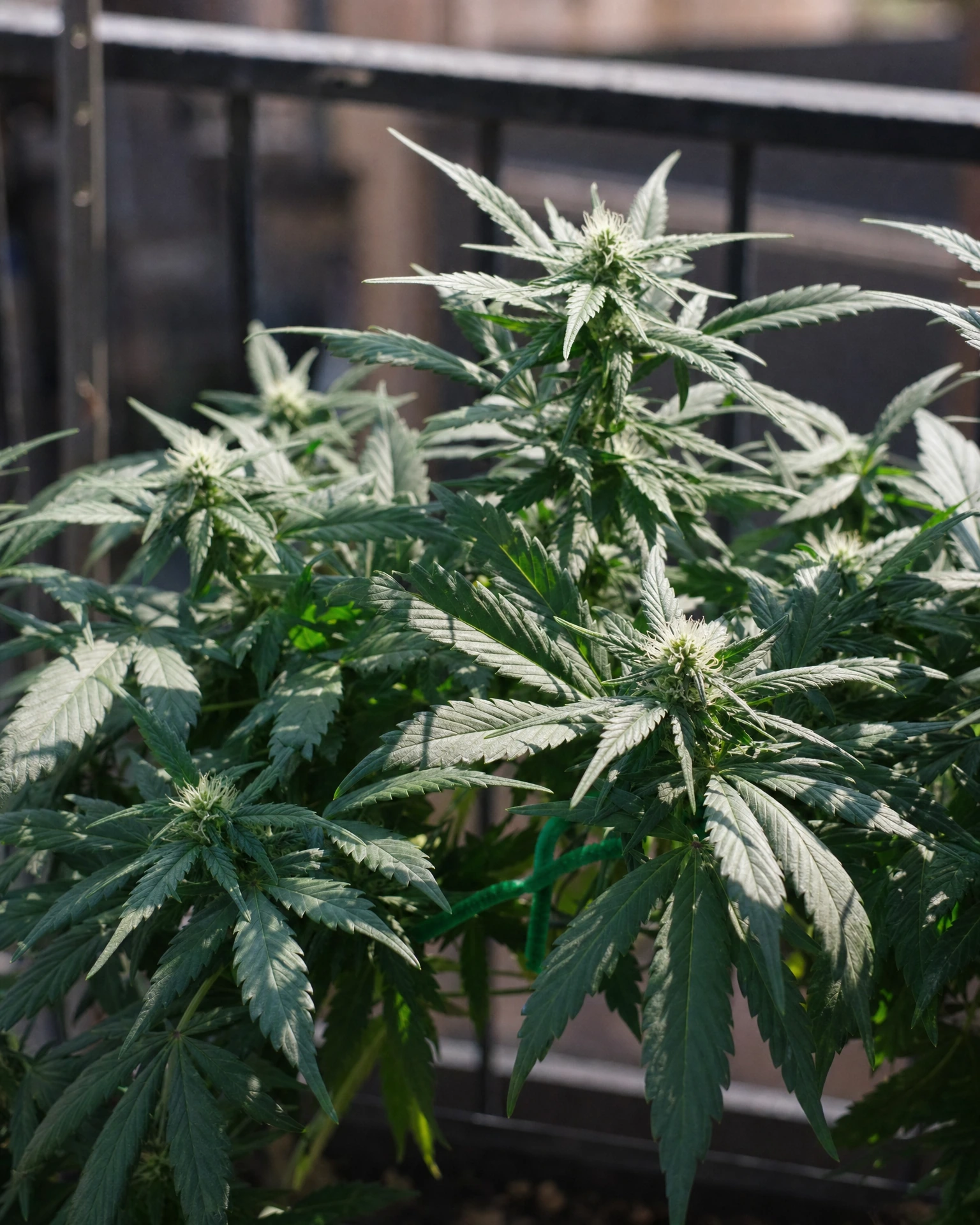 Do-Si-Dos Autoflower in der frühen Blütephase