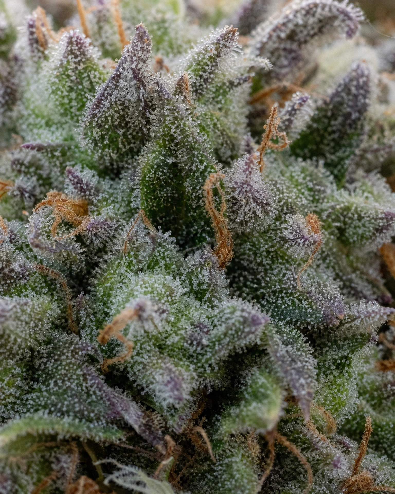 Trichome der Cannabissorte Do-Si-Dos Autoflower in Nahaufnahme