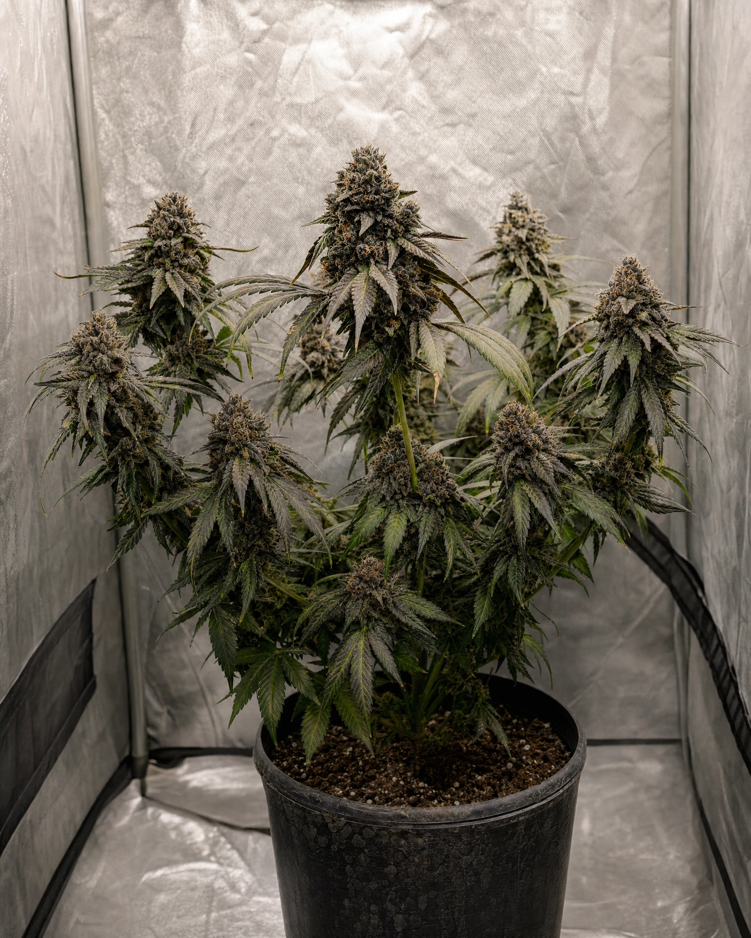 Ausgewachsene Cannabispflanze der Sorte Black Runtz
