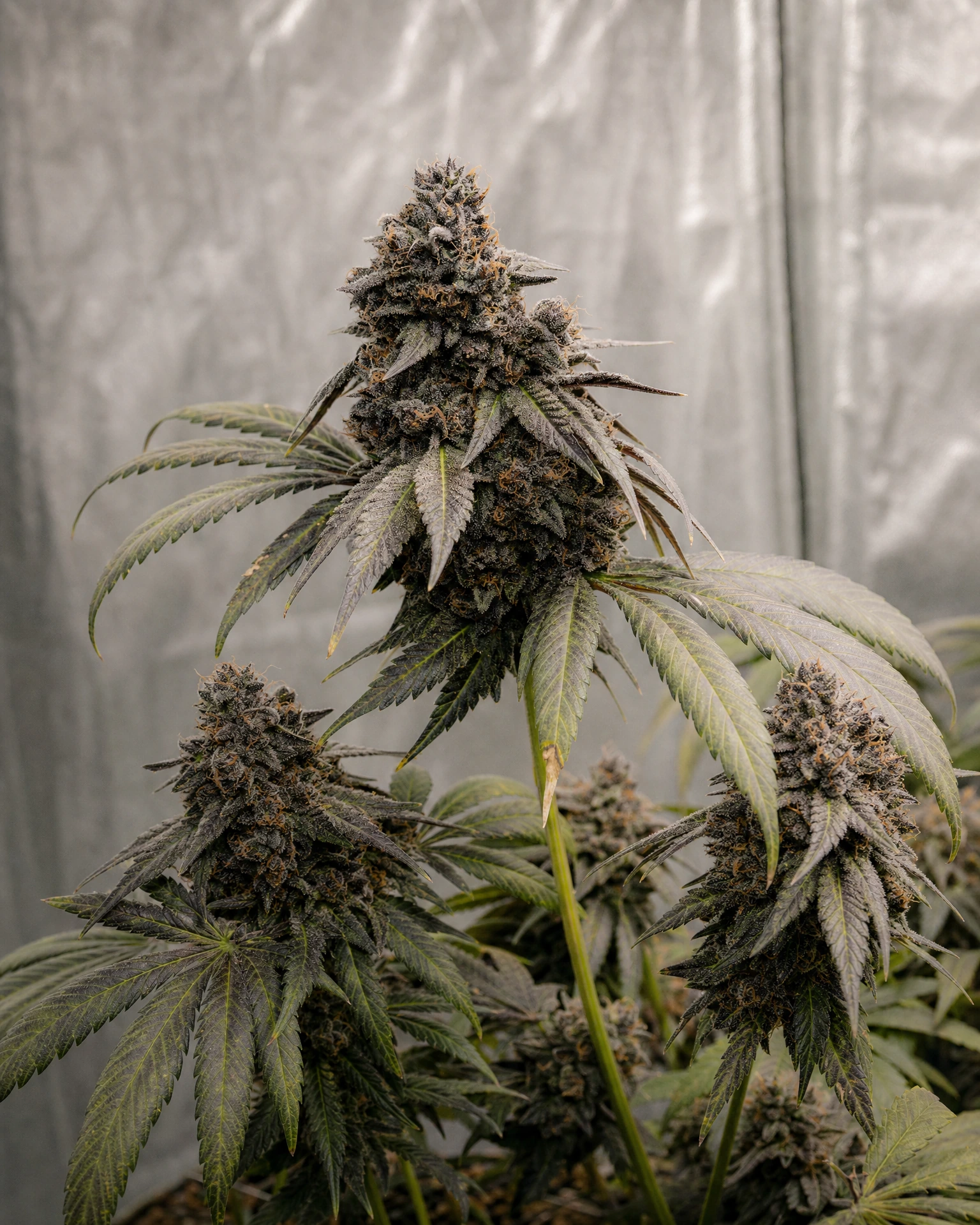 Ausgereifte Cannabispflanze der Sorte Black Runtz aus einem zweiten Blickwinkel