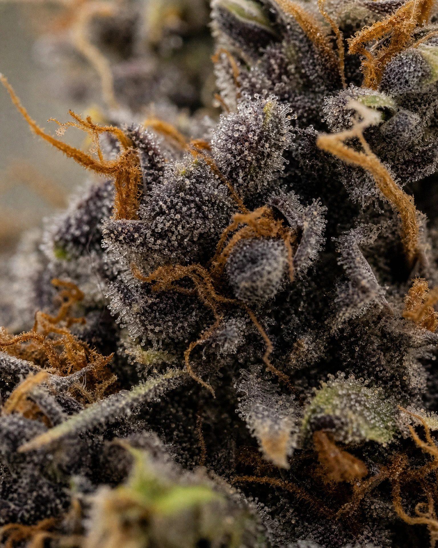 Trichome der Cannabissorte Black Runtz in Nahaufnahme
